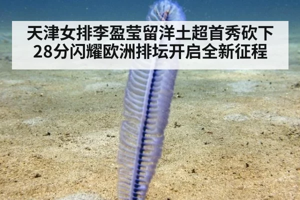 天津女排李盈莹留洋土超首秀砍下28分闪耀欧洲排坛开启全新征程